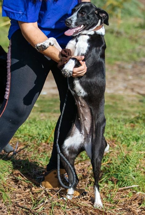 Brenda- cachorra de porte médio para adoção