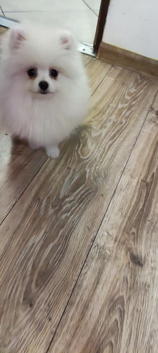 Pomeranian Szpic miniaturowy