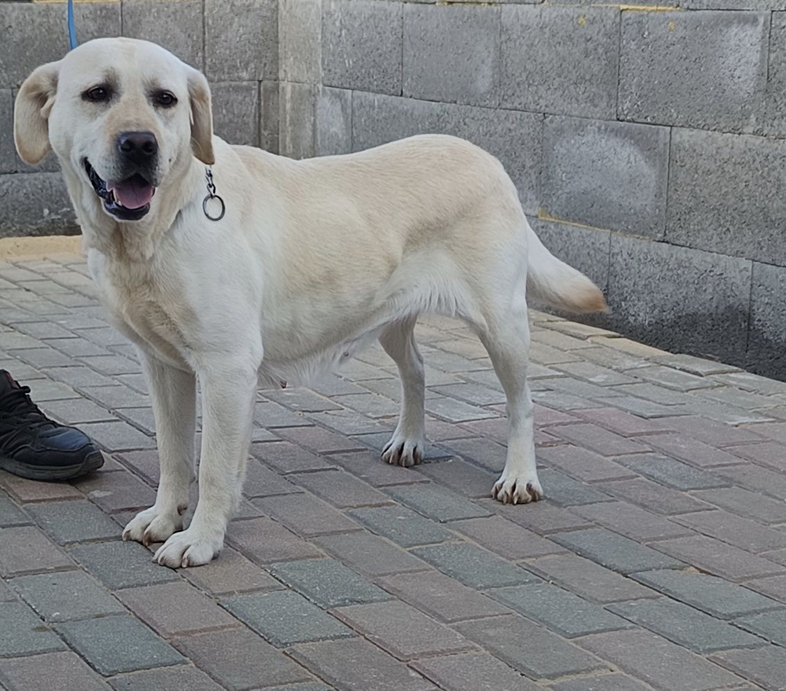 Labrador Retriever  Gotowa do zmiany
