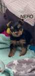 Yorkshire Terrier Piesek
