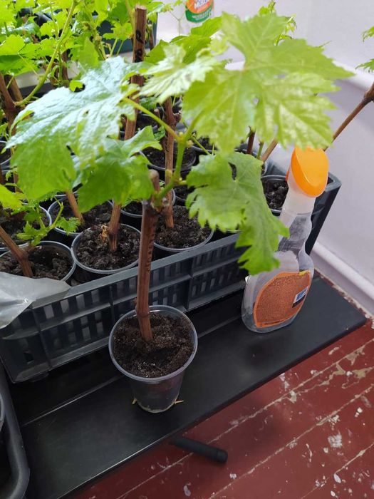 Саженцы винограда