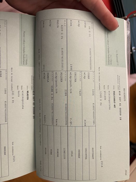 Wałaszek prawie 2 letni dotacyjny wielkopolski