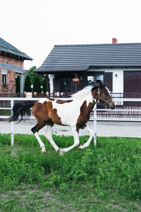 Ogierek srokaty wielkopolski