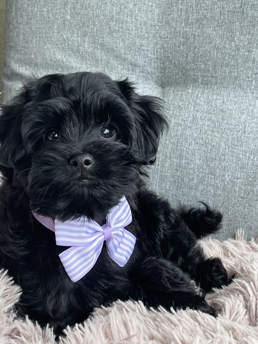 Cudowny piesek cavapoo do odbioru