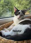 Teodor i Tobiasz gorąco poleca się do adopcji..