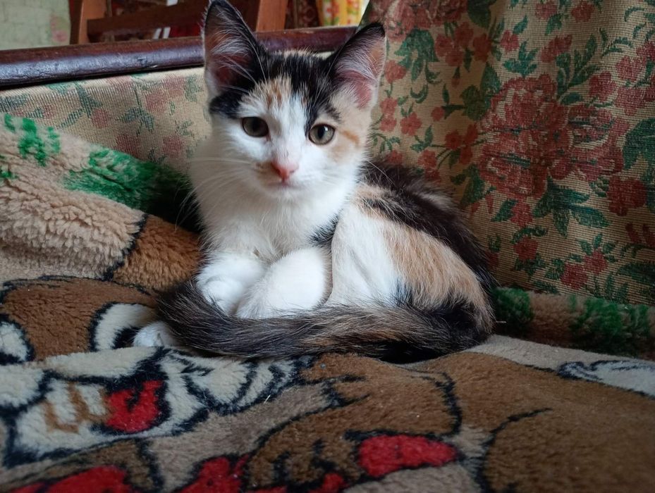 Котик в добрі руки.