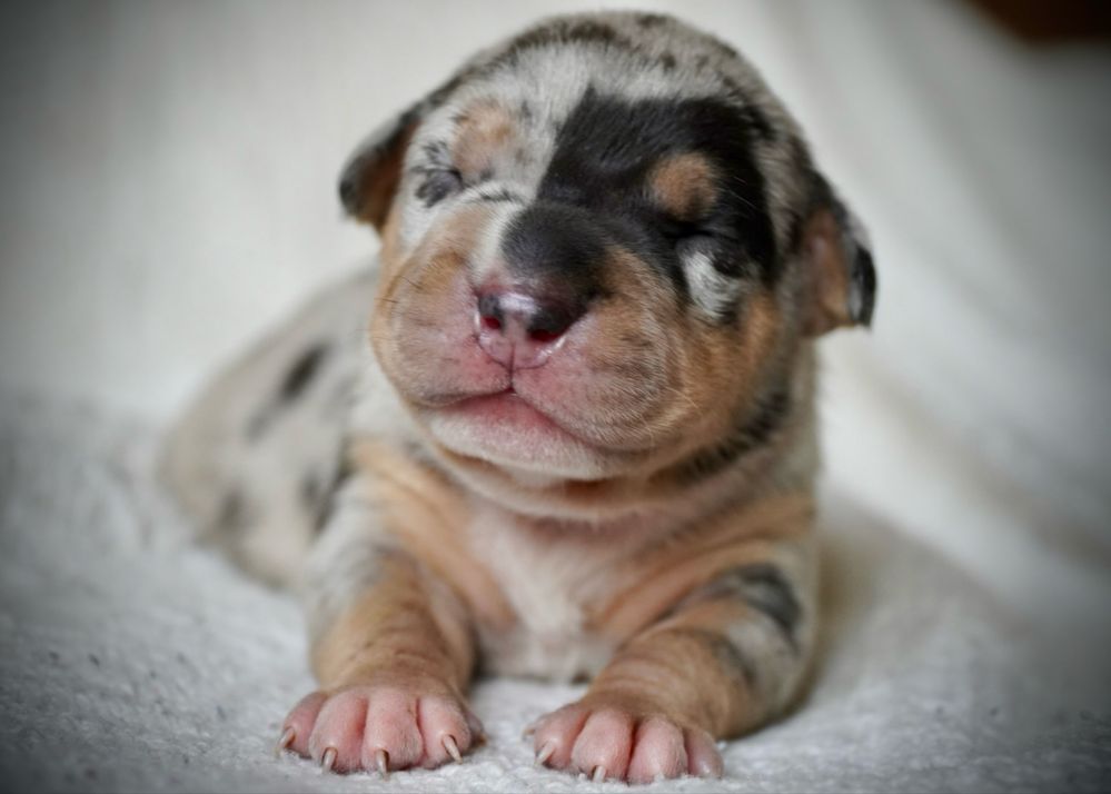 American Bully XL ABKC tri merle
