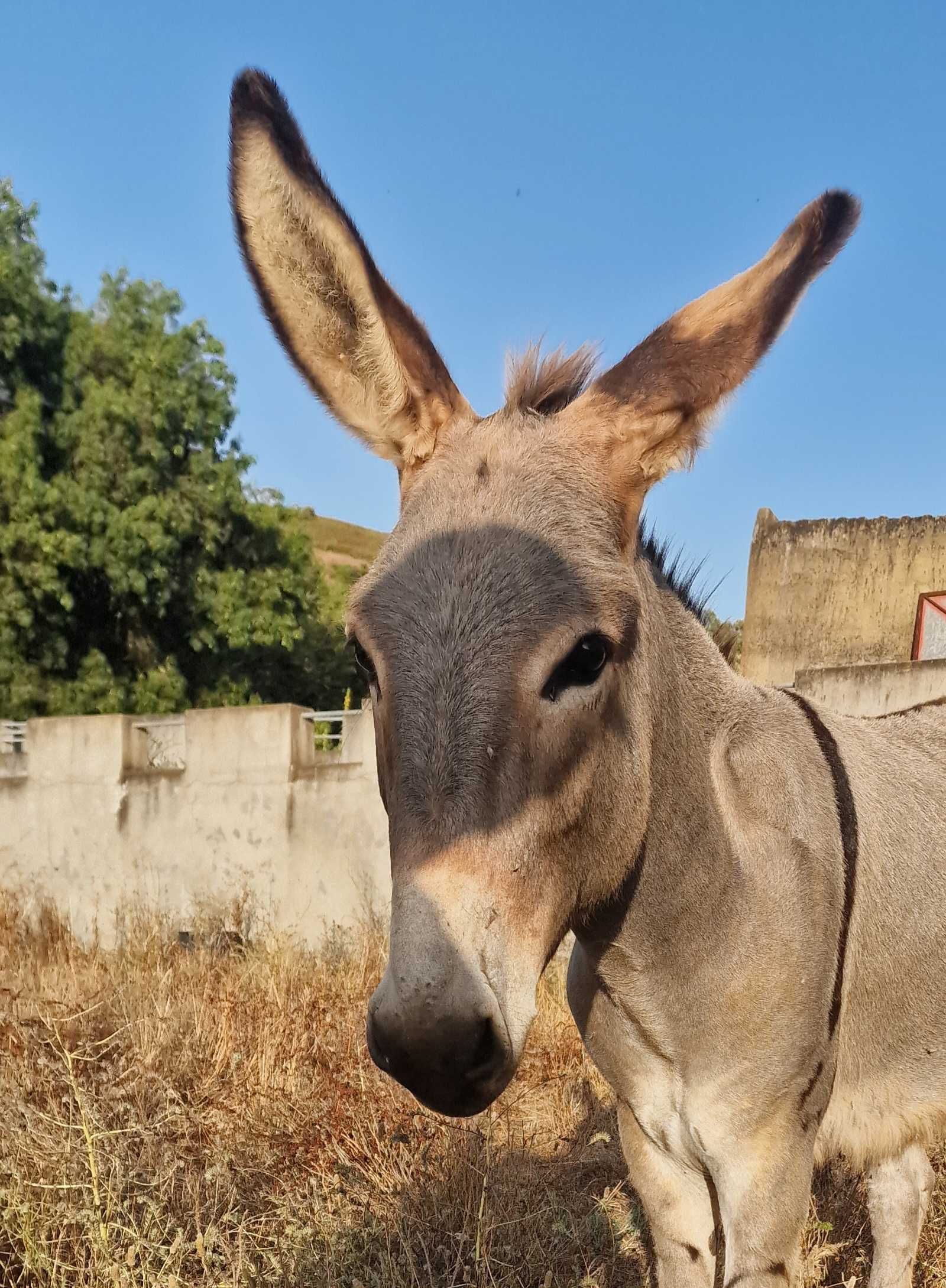 Burrinho novo e muito dócil