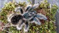 Паук Brachypelma albopilosum Nicaragua для но выичков 
L 6 самка 

Бол