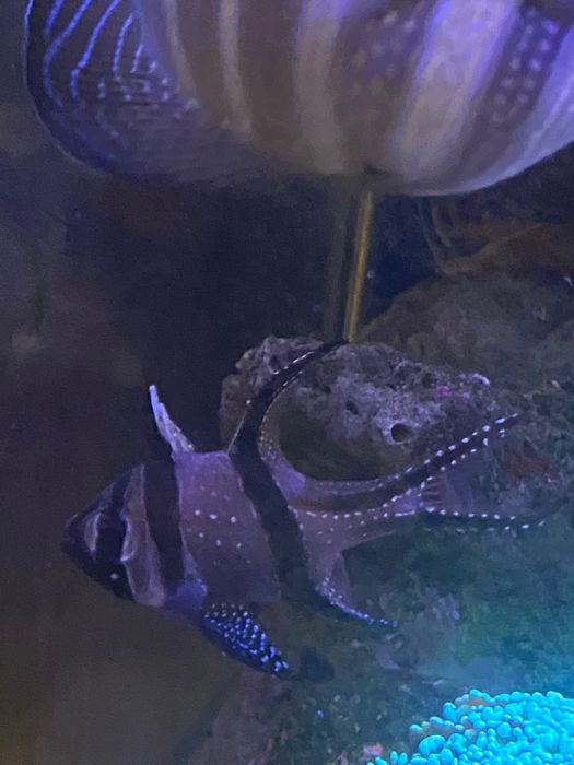 Pterapogon i Veliferum pilne