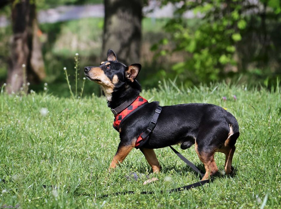Maleńki Filip czeka na dom.