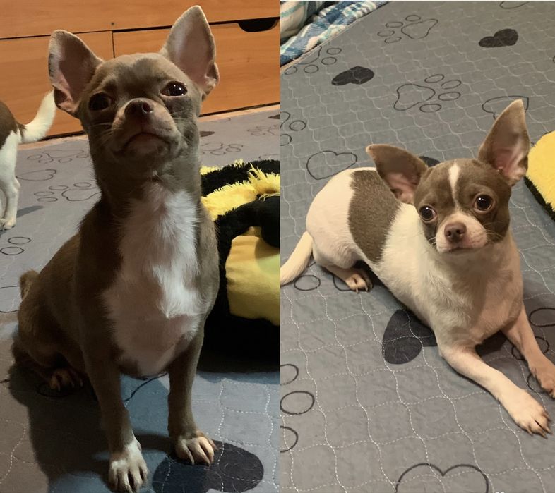 Стандартні дівчата