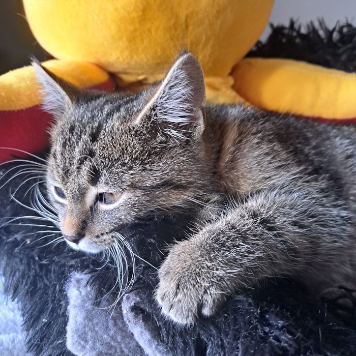 Belzebubek dwa i pół miesiąca