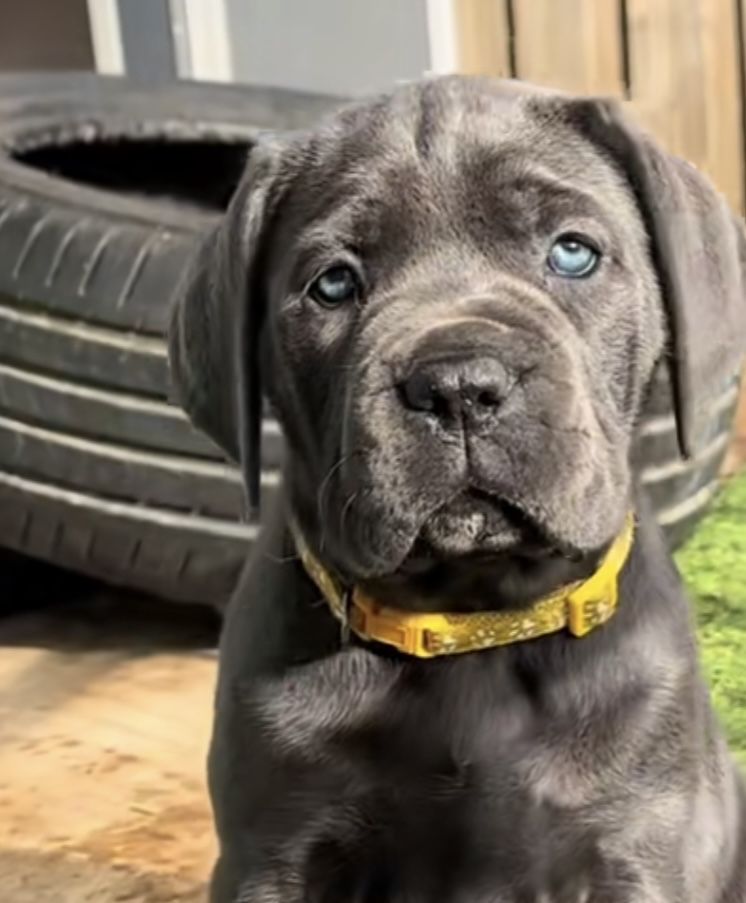Хлопчики дівчатка офіційного питомника-Cane corso