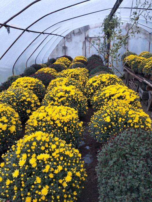 Chryzantemy doniczkowe