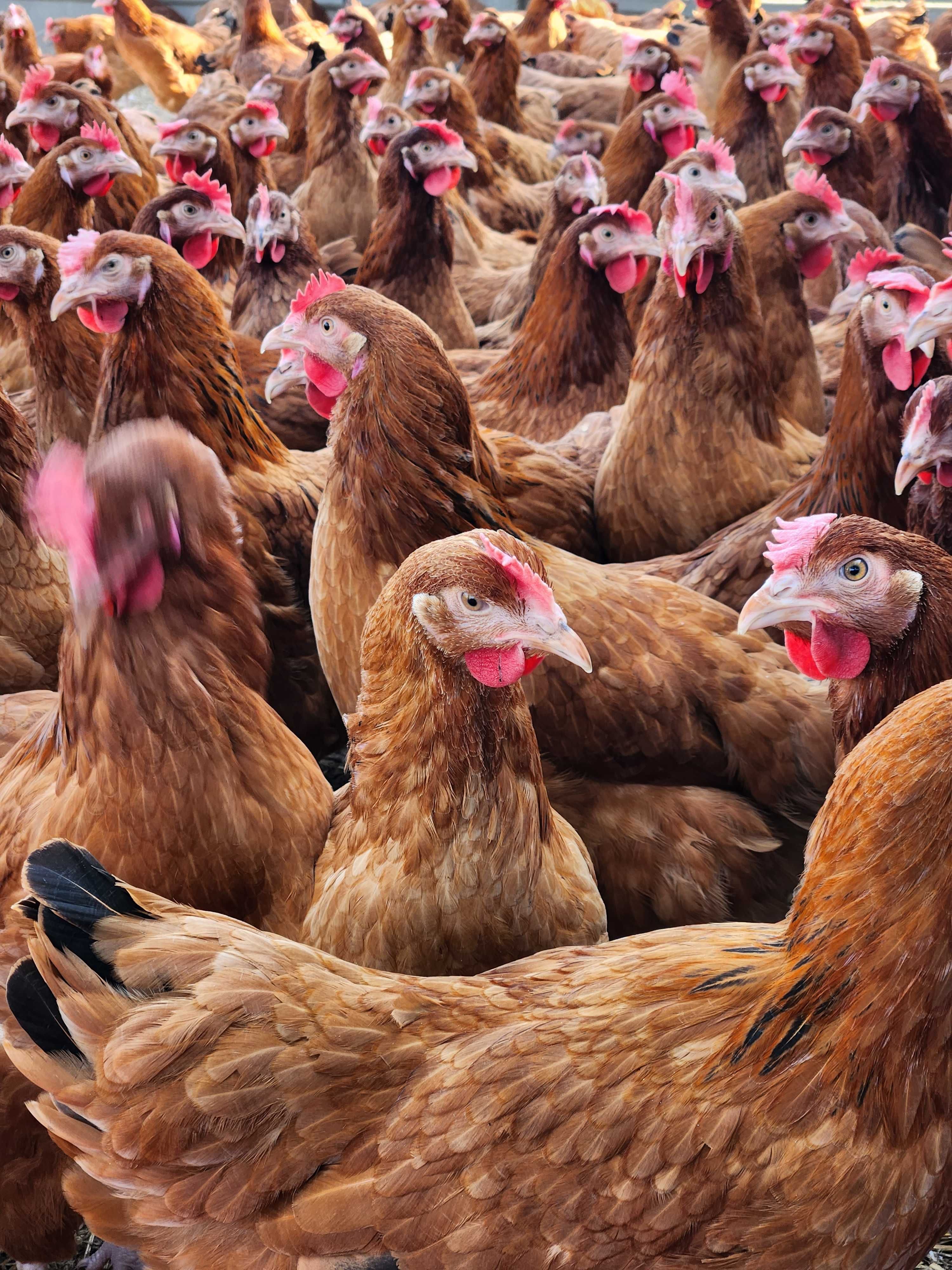 Kury nioski młode z pierwszym jajkiem Rosa Messa Leghorn.Transport ..