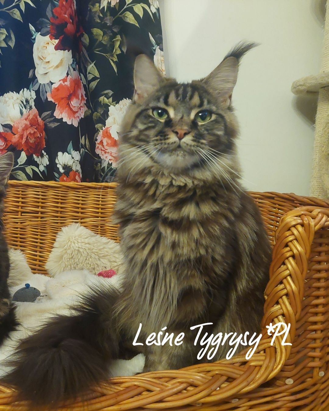 Kotka Maine coon po championie