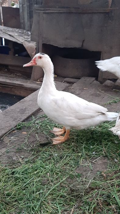 Продам інкубаційні яйця німецької лініі