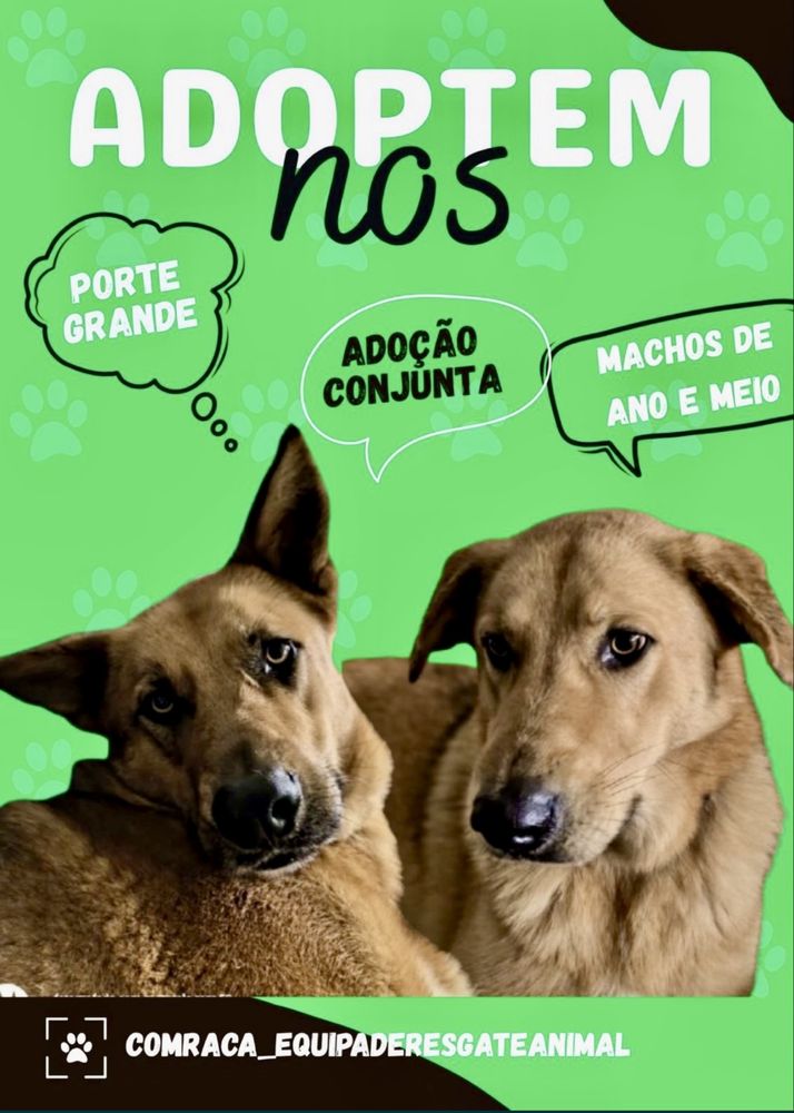 Machos de 1 ano para adoção responsável