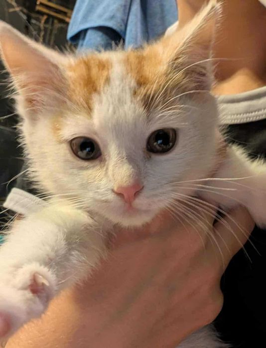 Nelly kocie maleństwo do adopcji