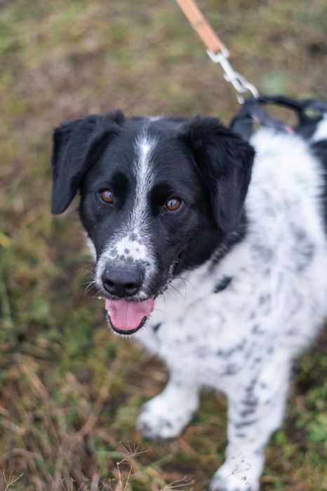 Kajtek już 5 lat czeka w Schronisku Nadzieja Napierki