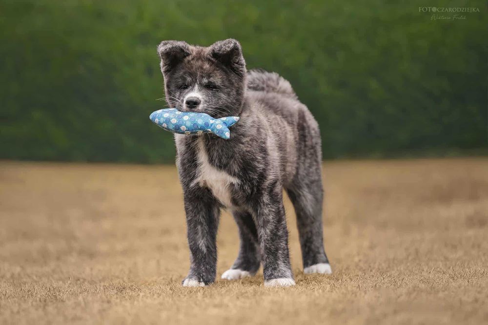 Akita - pręgowane szczenię na sprzedaż ZKWP / FCI