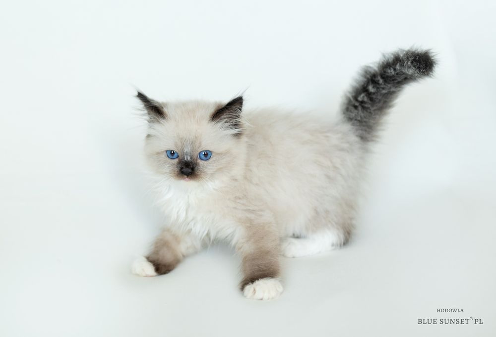Kotka seal mitted