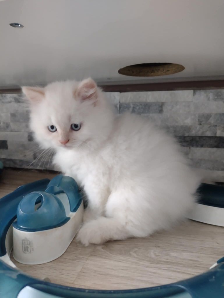 Kot brytyjski gotowy do odbioru