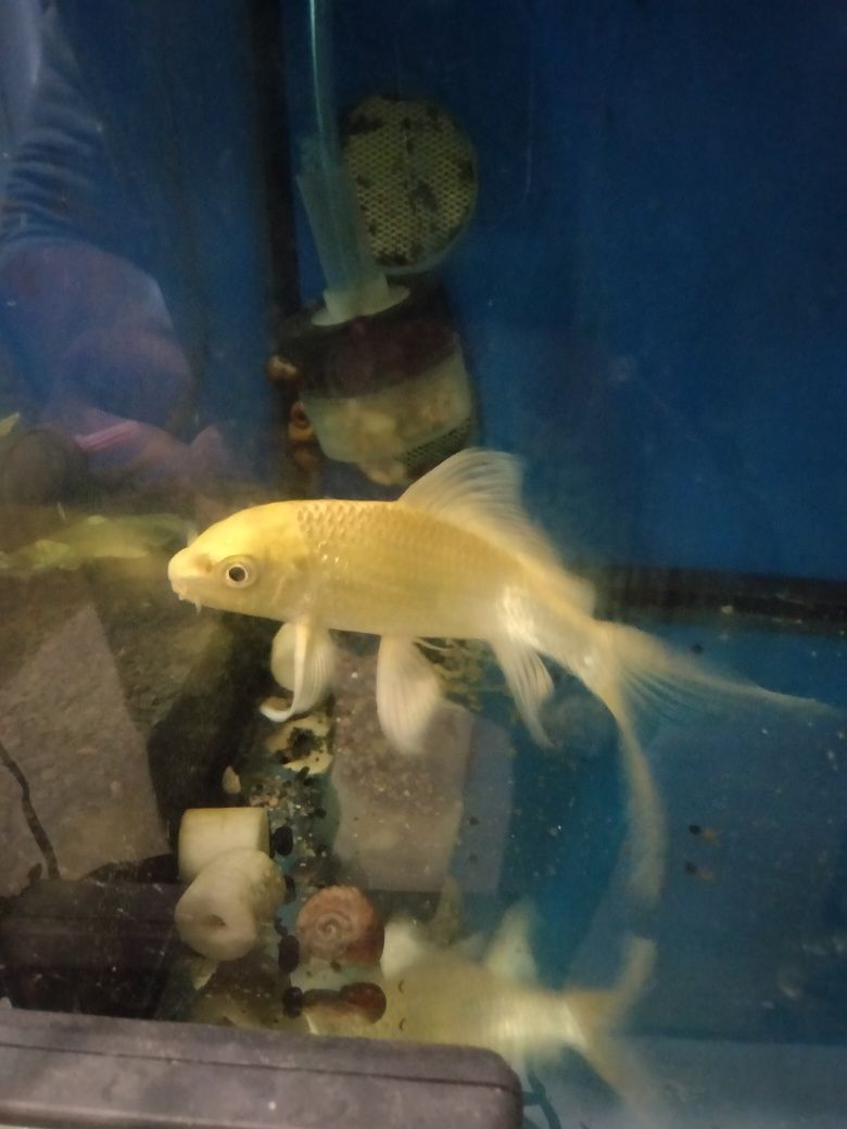Carpa Koi de veu 15cm