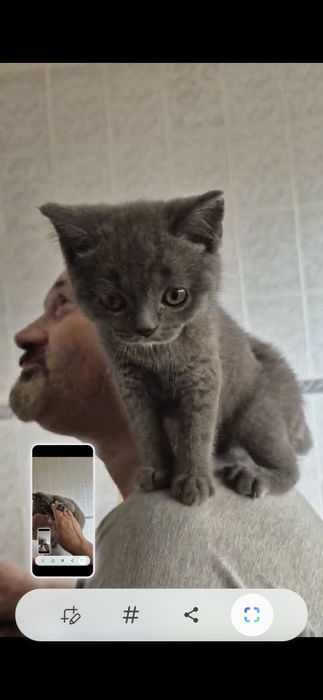 Menino scottish straigth azul