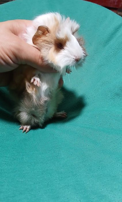 Морська свинка, розетка.