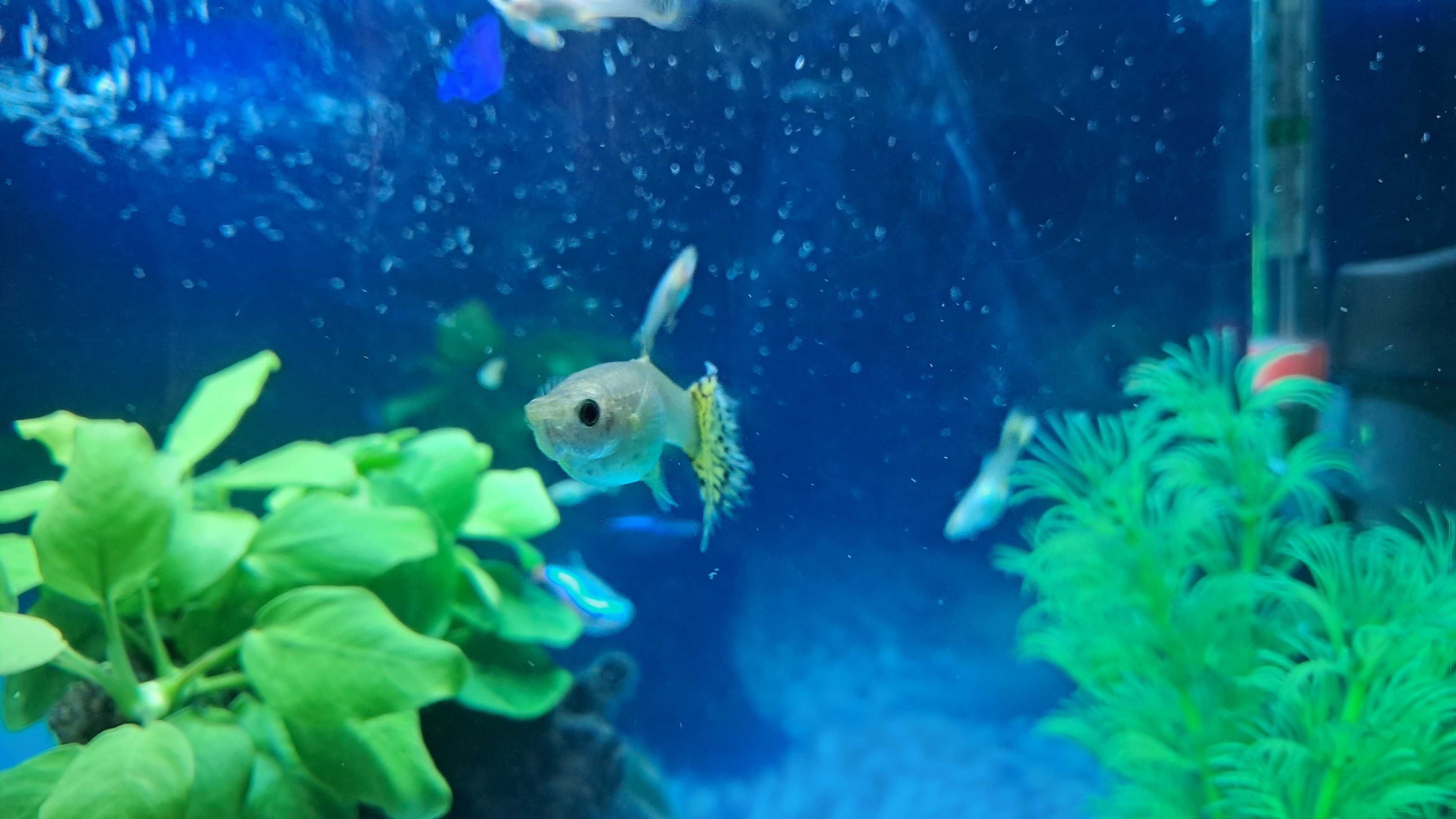 Gupiki (Ryby akwariowe)