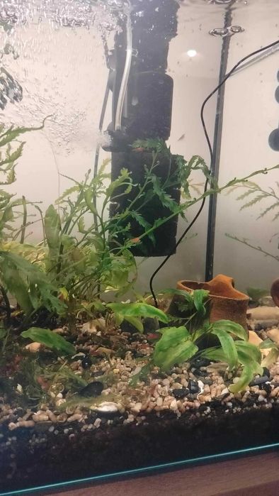 Akwarium proste 120L, Kolno.