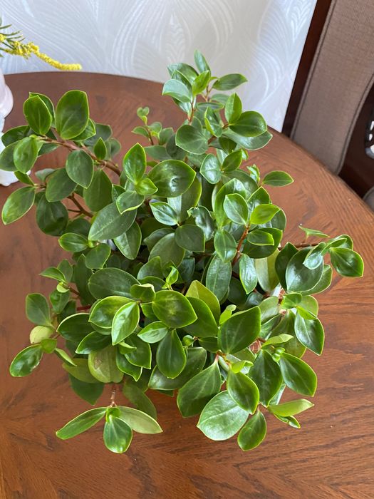 Пеперомия  продается