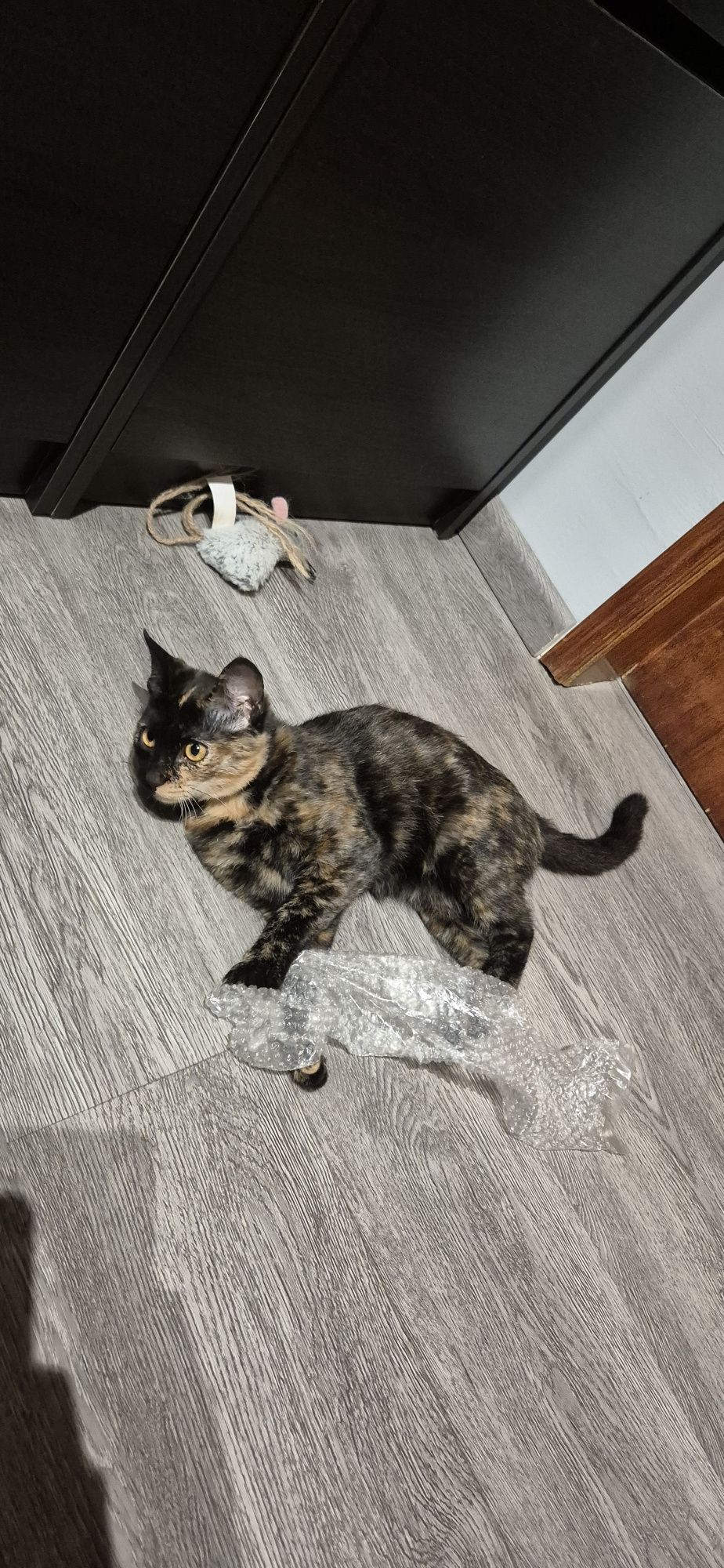 Dá-se gata com 5meses
