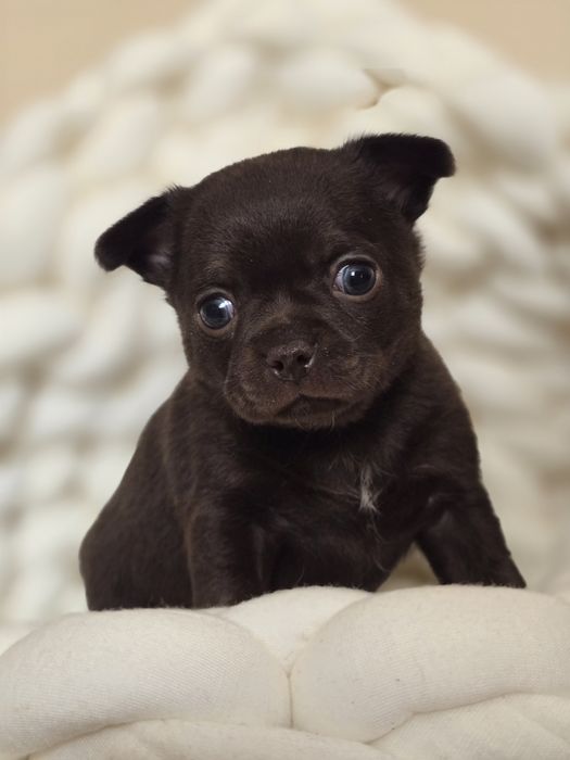 Chihuahua piesek krotkowlosy " czekoladowy " Nesquik