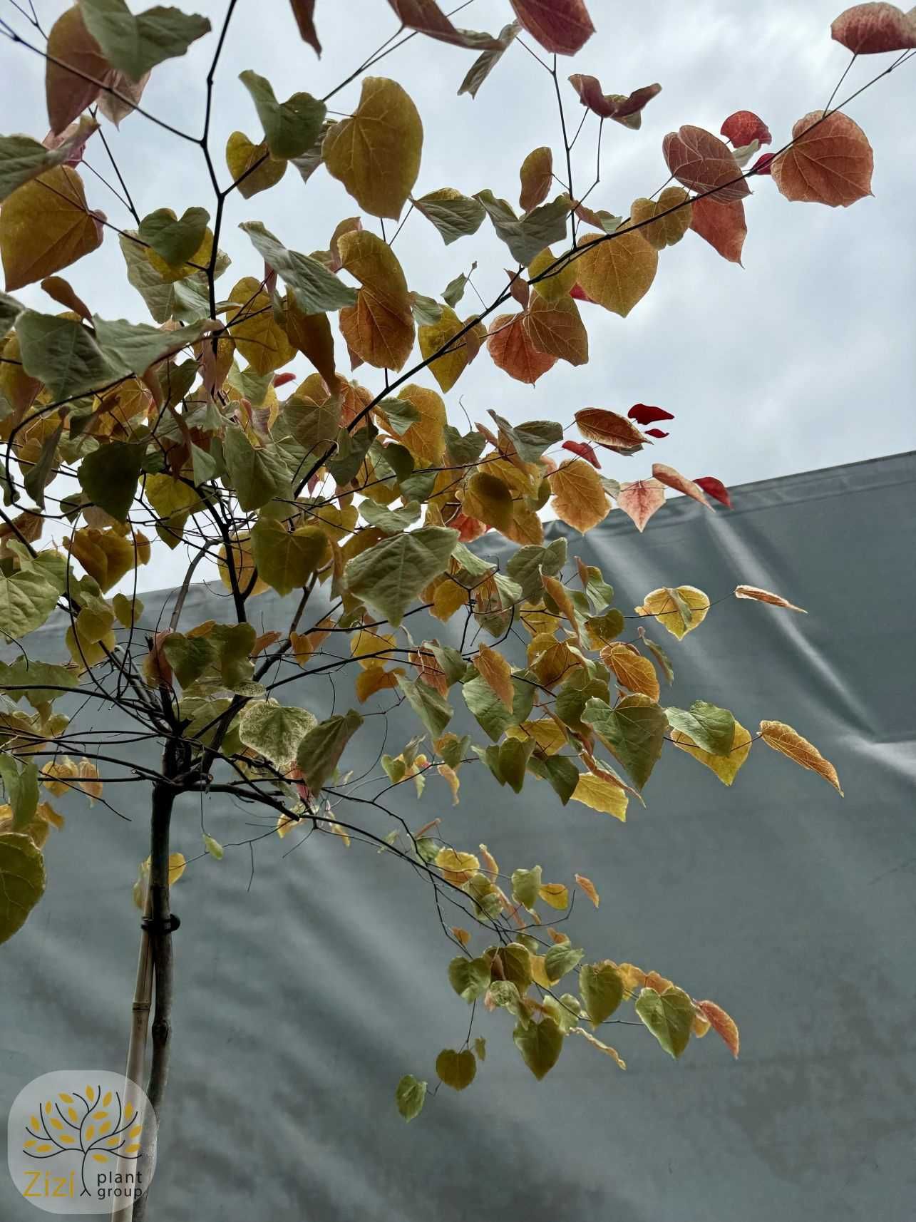 Cercis Carolina Sweetheart, Golden Falls, Judaszowiec, pień 180cm