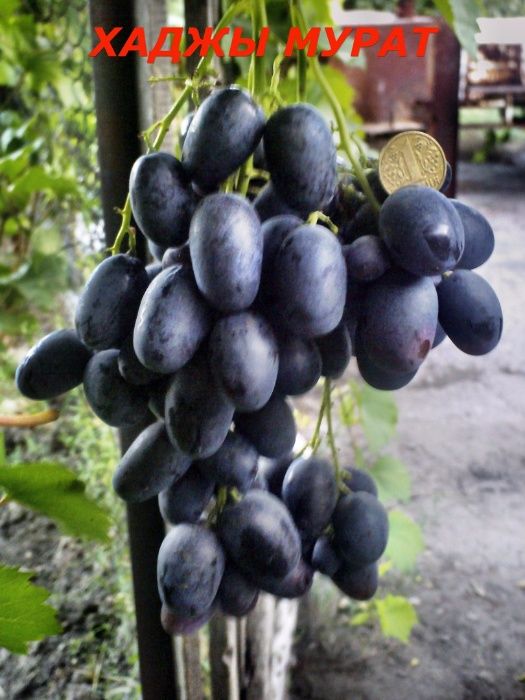 саженцы и черенки крупноплодного винограда