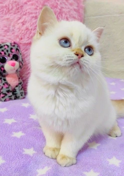 Золота шиншила поінт Чарівна крихітка