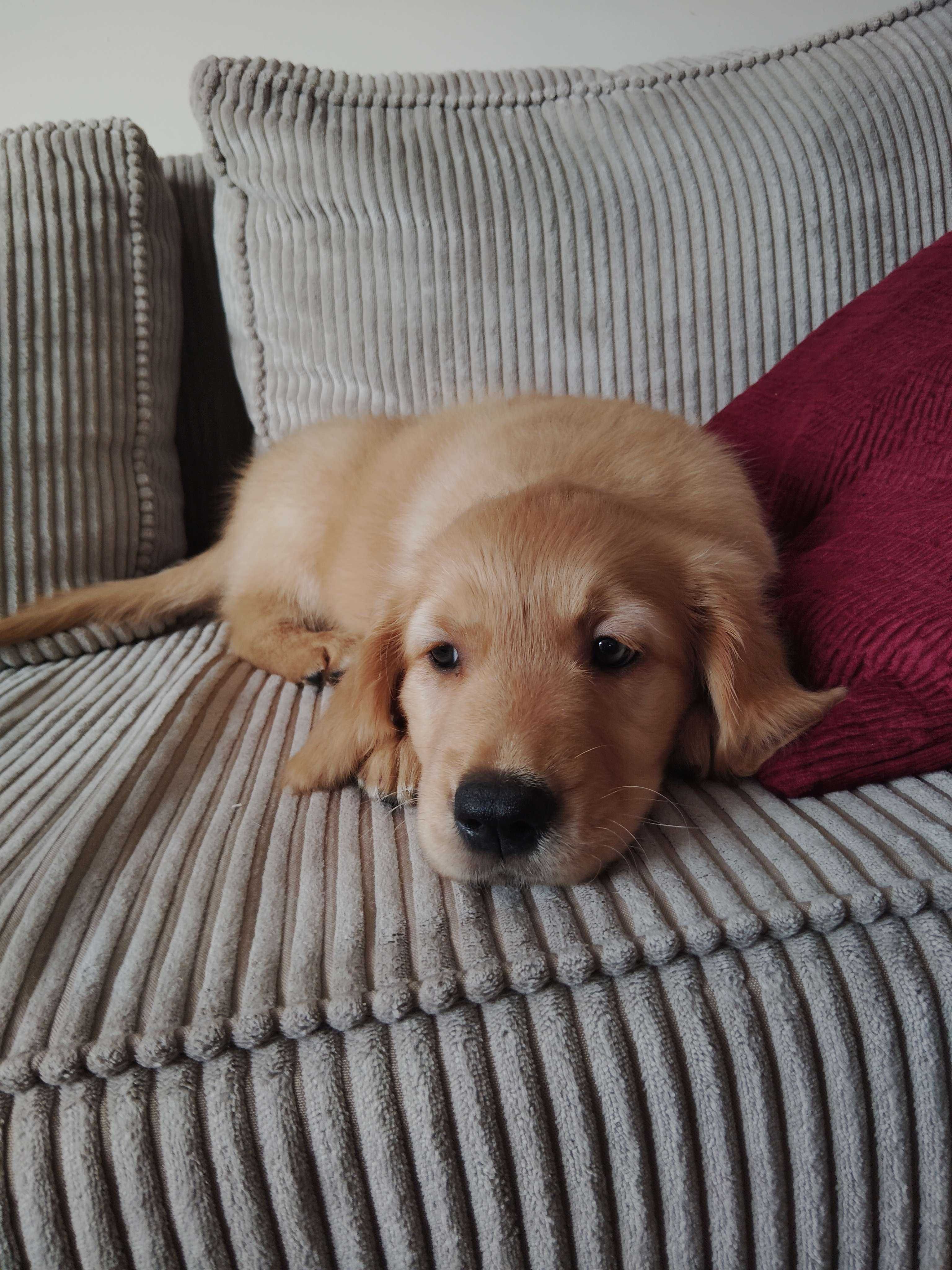 Szczeniak Golden Retriever