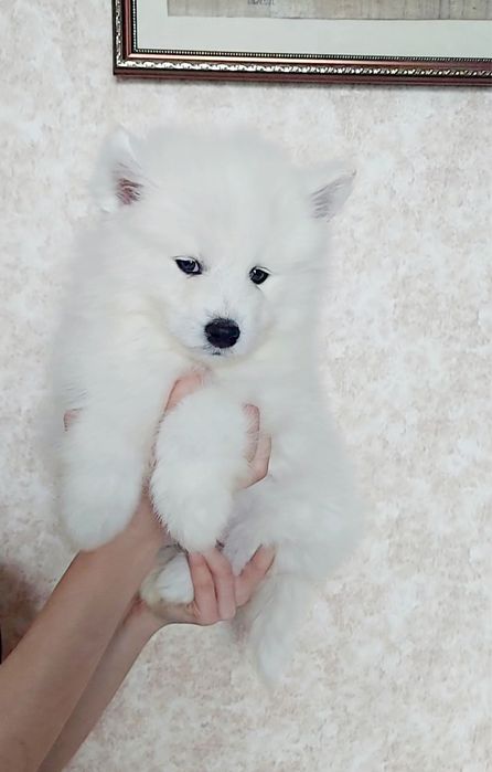 Самоєд. Цуценята.