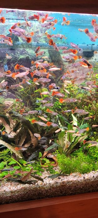 Witam sprzedam glupiki