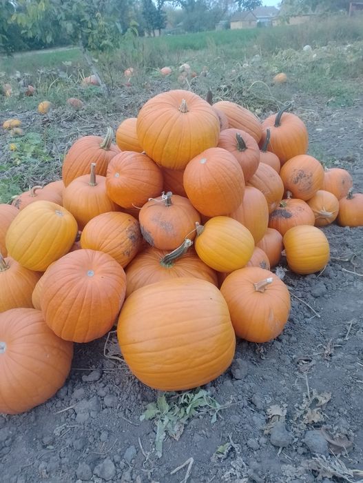 Гарбузи для творчості