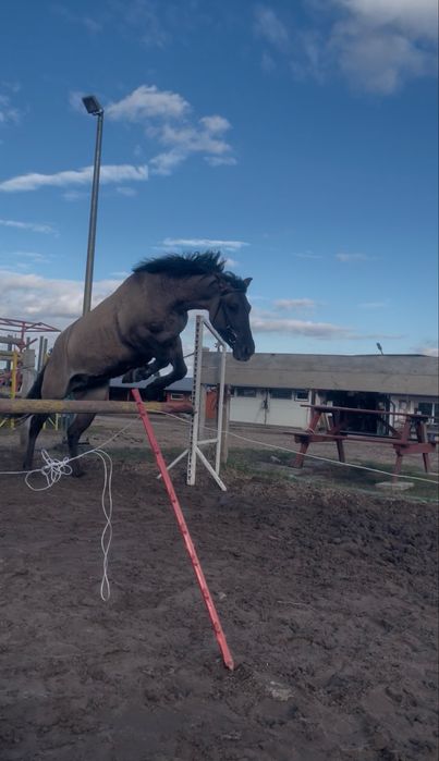 Sprzedam klacz konik polski