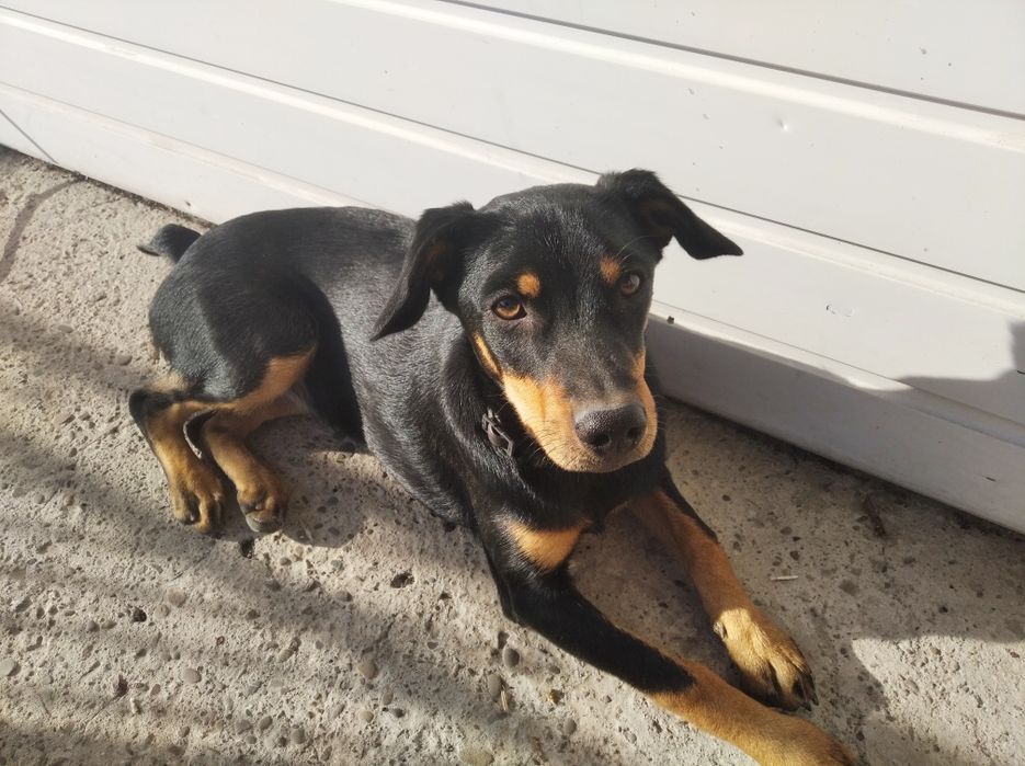 Oddam 1,5 miesięczną suczkę w dobre ręce