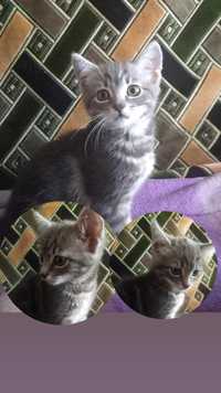 Киця,кішечка,котенок (2 місяці)