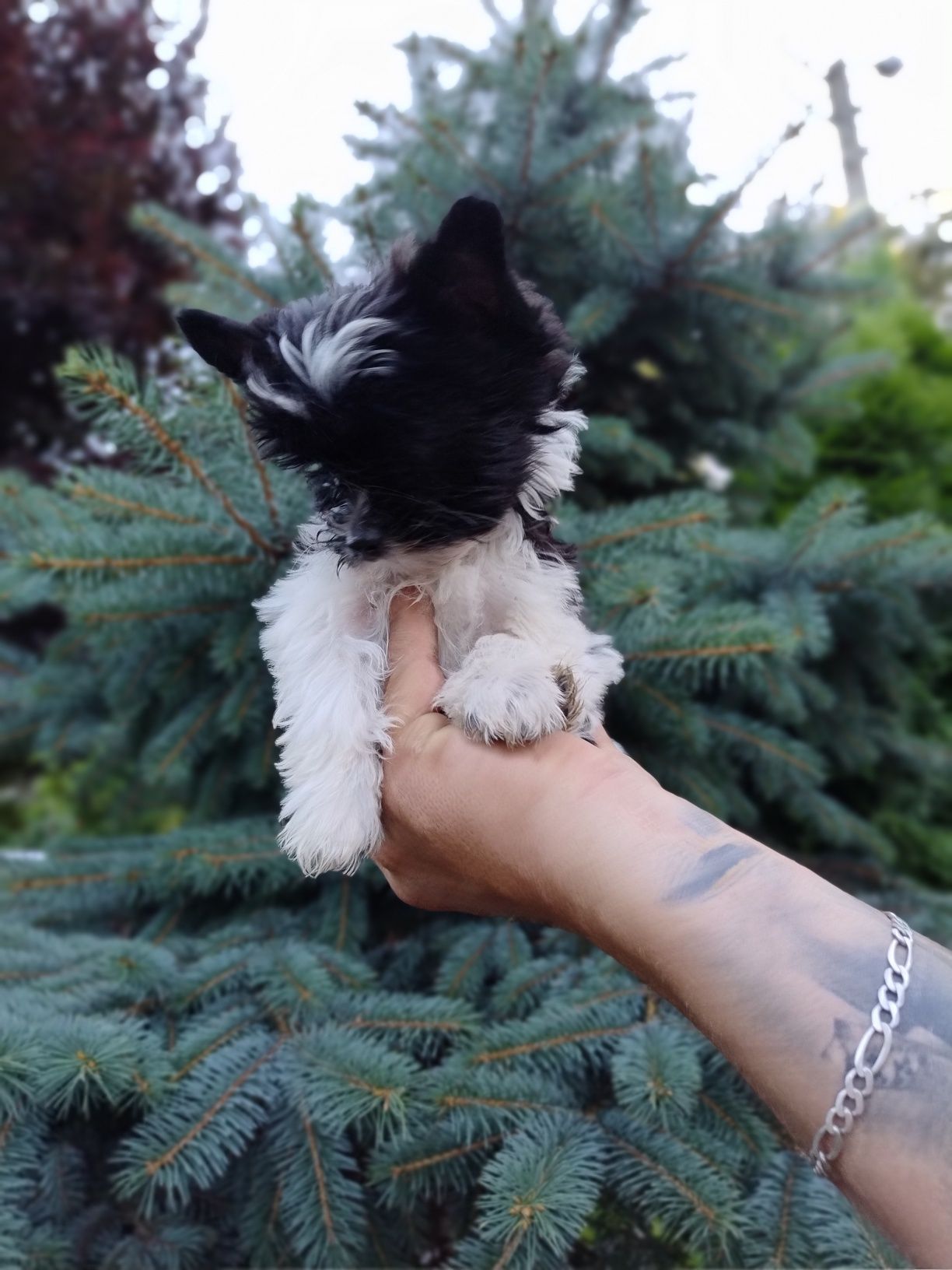 Yorkshire terrier GOKU Black end white piesek