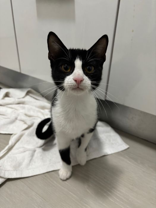 Gato macho carinhoso e esterilizado