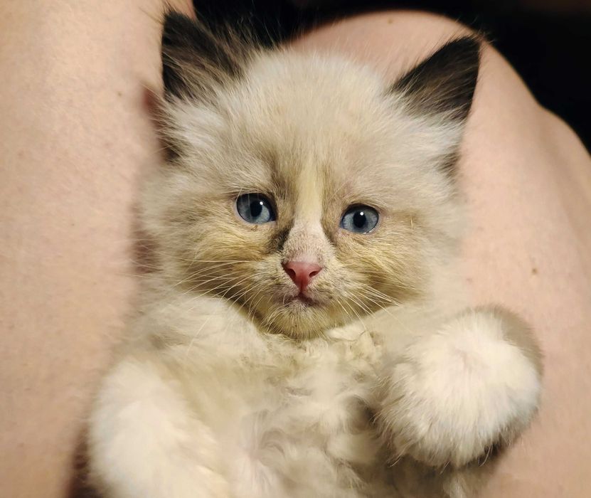 Kotka Kocurek Syberyjski Neva Masquarade ROOWÓD dla ALERGIKÓW