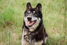 12 letni Brus do adopcji!